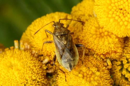 Réf. 335 842 : Stictopleurus punctatonervosus